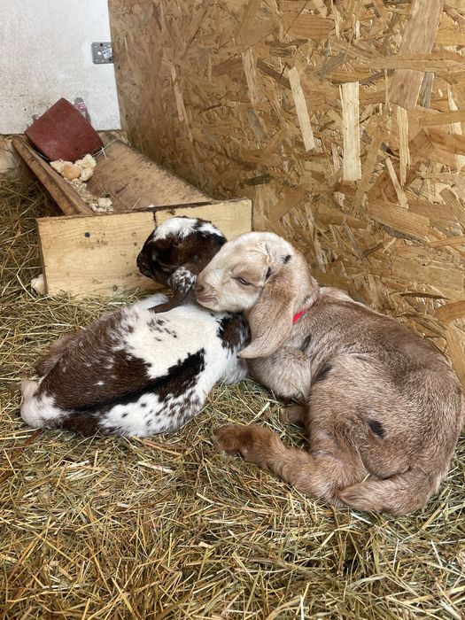 Iezi anglo-nubieni superbi (masculi )