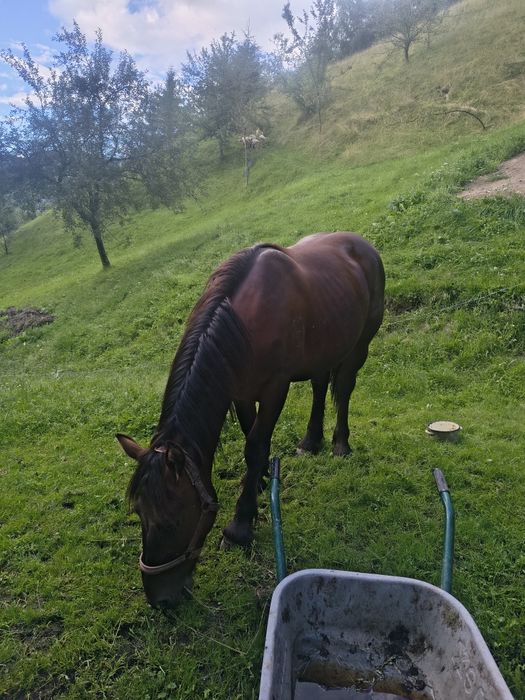 Mânz de vânzare,un an și trei luni.