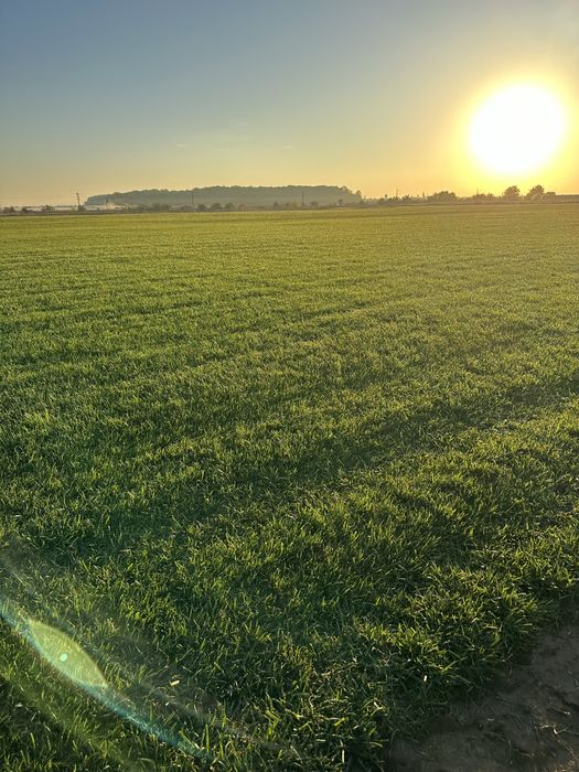 Gazon rulou gazon sport