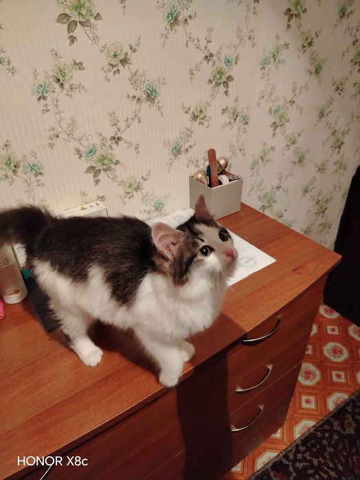 Отдам бесплатно котёнка девочка