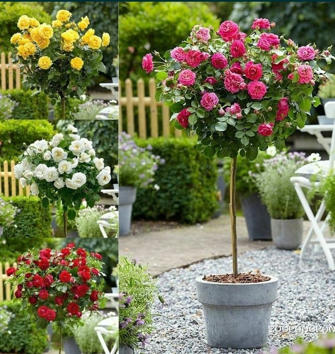 Landshaft vadapad gazon paliv