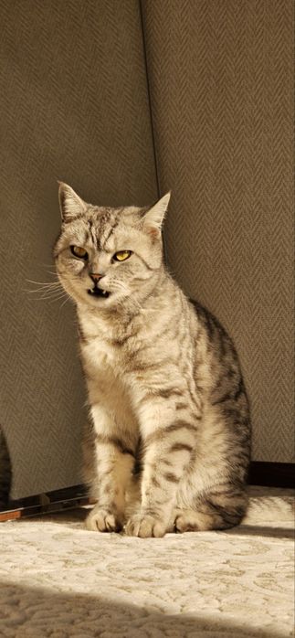 Кот продается или обмен