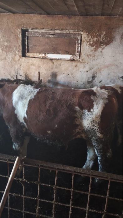 Vand jurinca si tauras baltata romaneasca