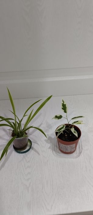 Продам комнатные цветы.