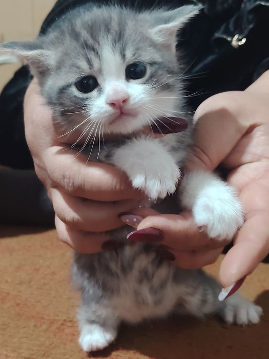 Mushukchalar sotiladi tez va arzon