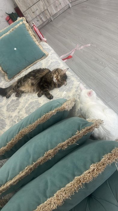 Резерв котенка мейн кун