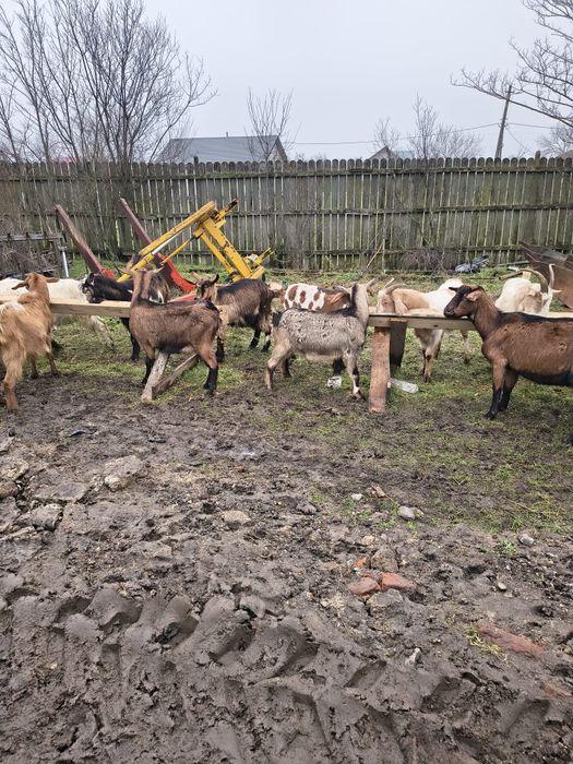 Capre fatate si gestante