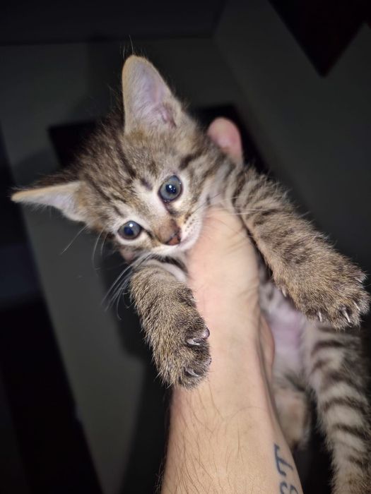 Маленькие котята