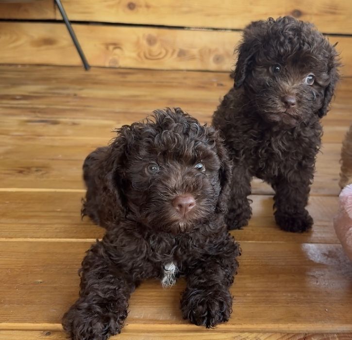 Мини пудел Mini poodle