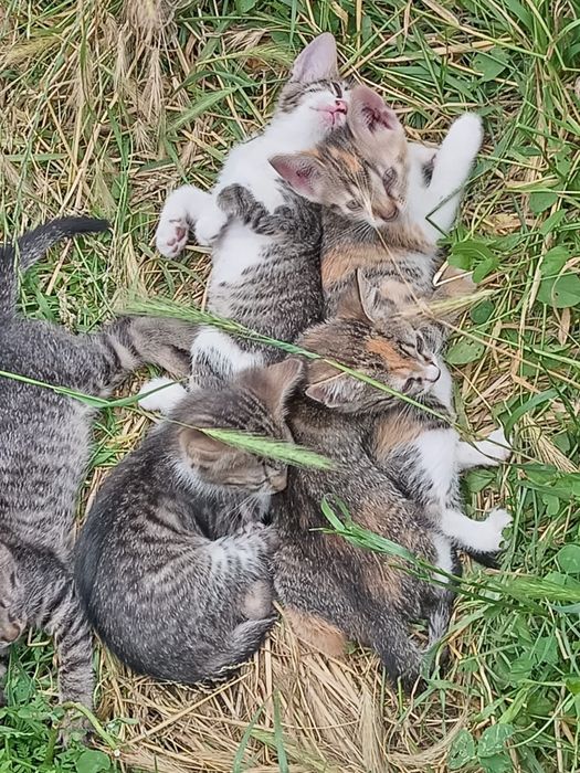 Pisicuțe spre adopție,  gratuite