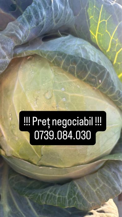 Vând varză soi românesc - Victoria