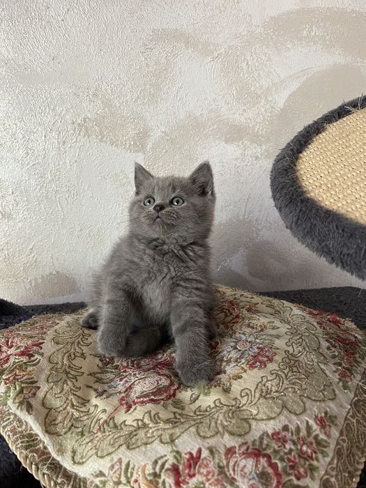 British shorthair