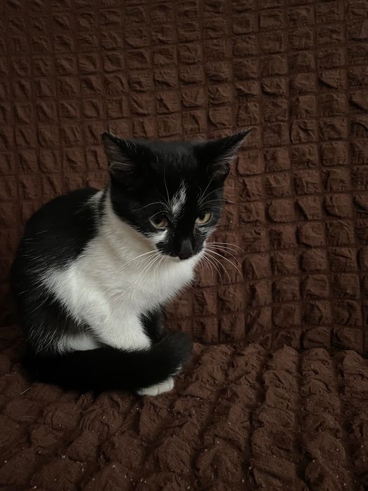 отдам котенка(девочка)