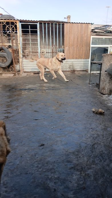 Продам щенка годик.