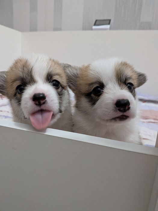 Открыта бронь на щенков корги