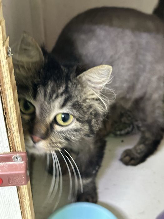 Кошечка Мурыся в добрые руки