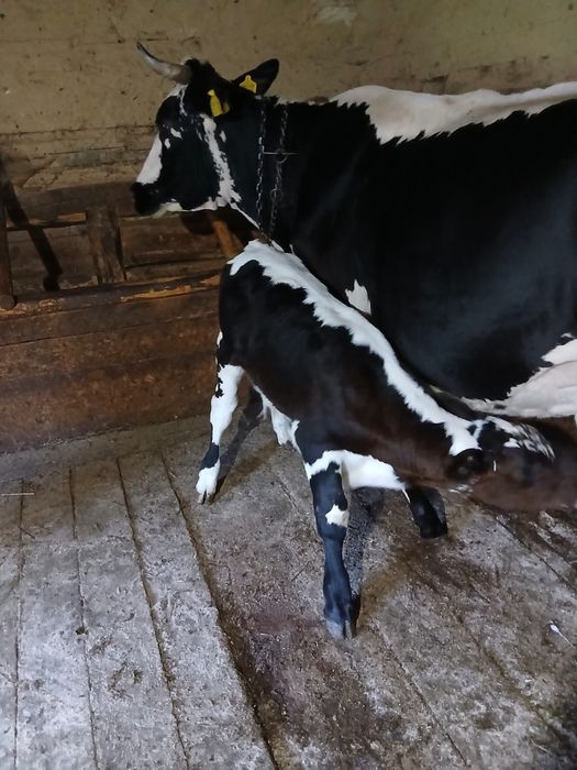 Vaca  cu vițel  de vanzare