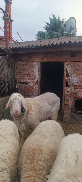 Коч Асаф чистокръвен