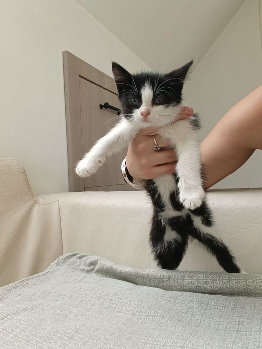 Спасено котенце търси любящ стопанин