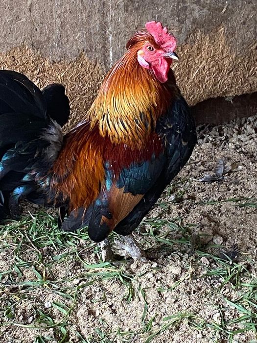 Японские петухи по