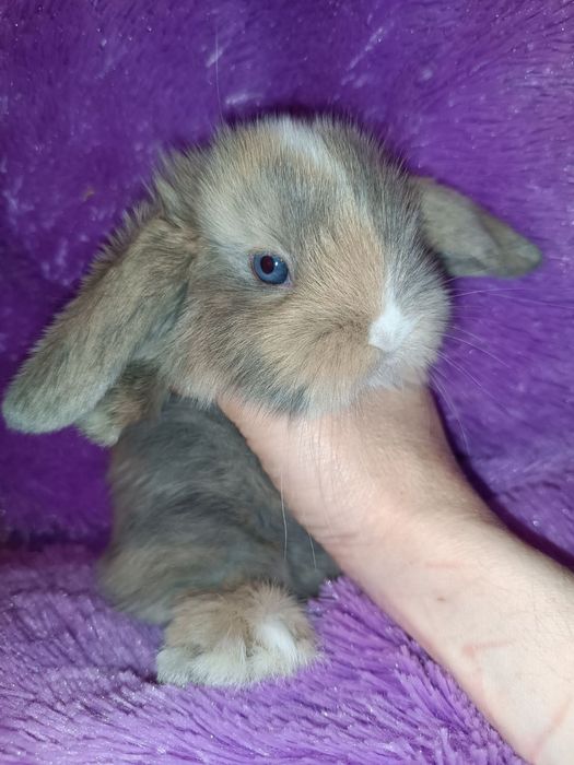 Продаются декоративные кролики порода вислоухий баран