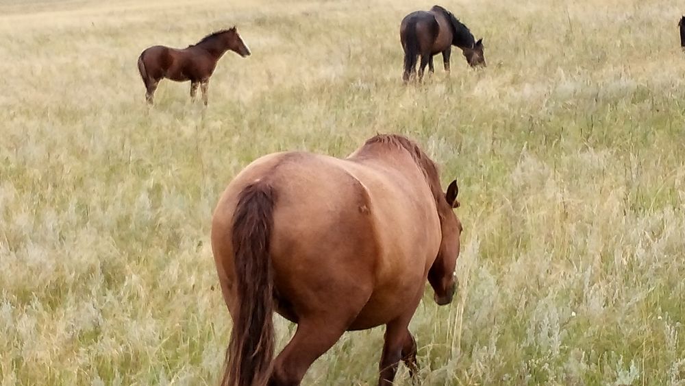 Жылқылар сатам бір үйір