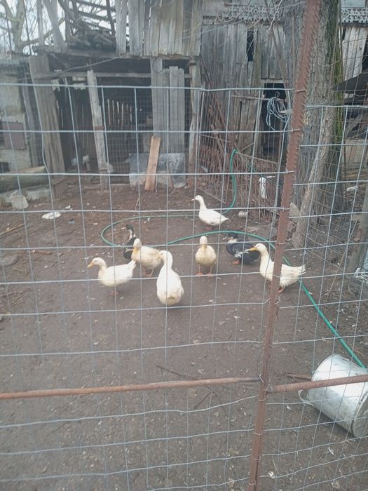 Se vând păsări de curte crescute bio