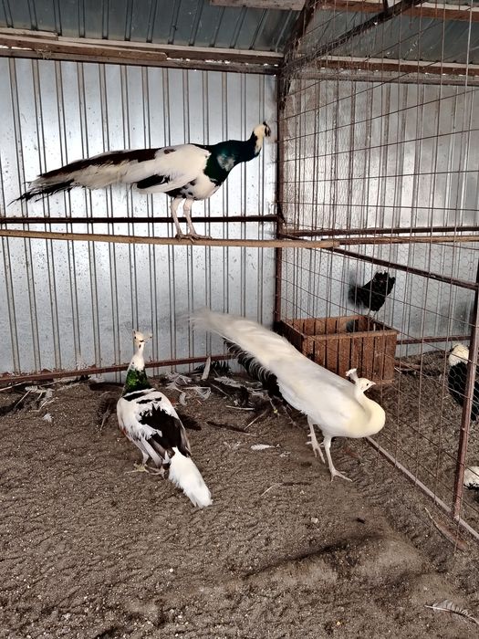 Păuni de diferite culori și varste