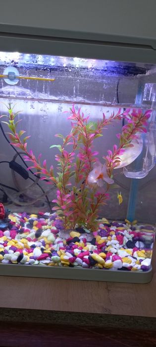 Akvarium sotiladi Baliqlari bilan.