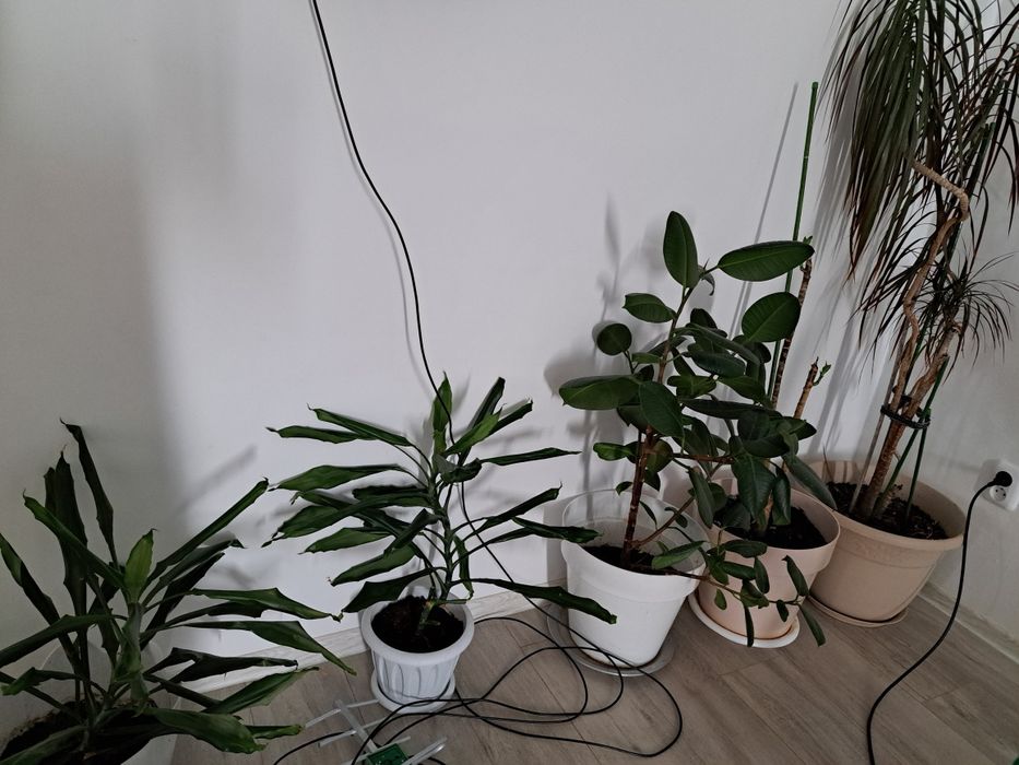 Цветы комнатные (драцена 2 видов)