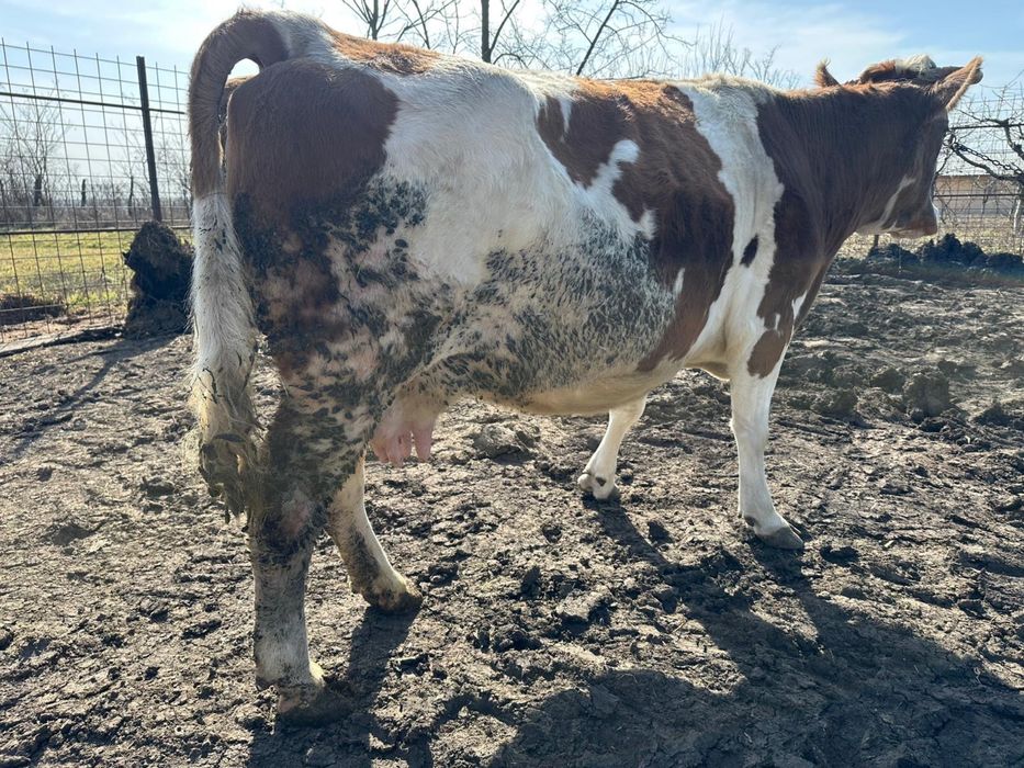 Vand vaca gestanta in 7 luni jumatate