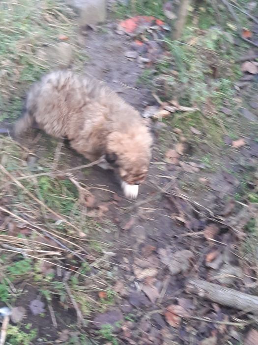 Schimb câine pe un iepure