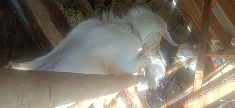 Така бор кочириш учун тоза занен боласи