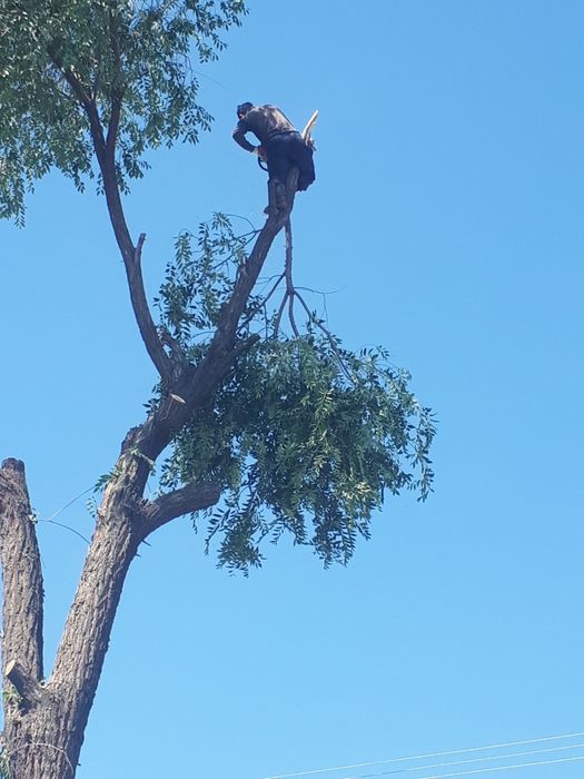 Спил деревьев чистка участка
