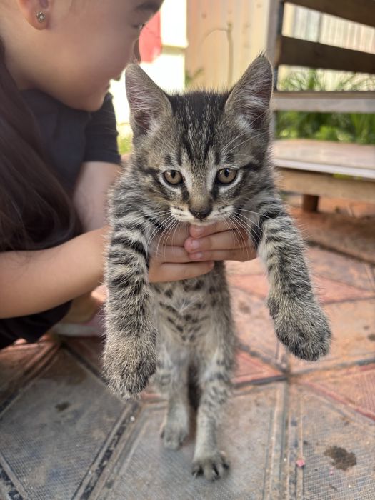 Отдадим котят в хорошие руки