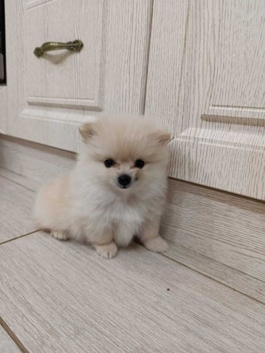 Щенки померанского шпица