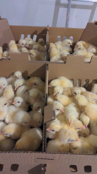 Statia de incubatie, pui de o zi, carne, mixt