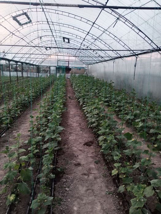 продаётся дом в чирчике