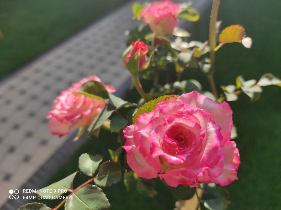 Shtampoviy atirgullar sotamiz har xil turdagi