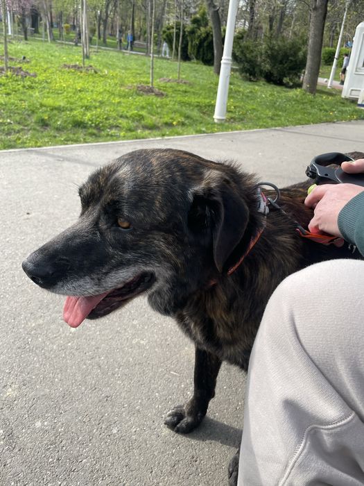 Donez catelusa de aproximativ 2 ani, 35 kg, vaccinata si microcipata