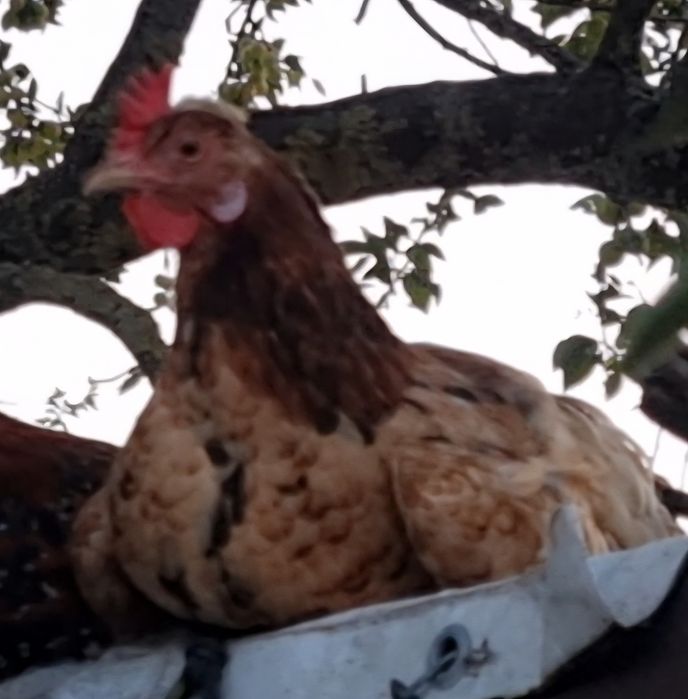 1 cocos + 5 gaini taranesti
