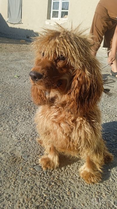 Ingiliz koker-spaynili