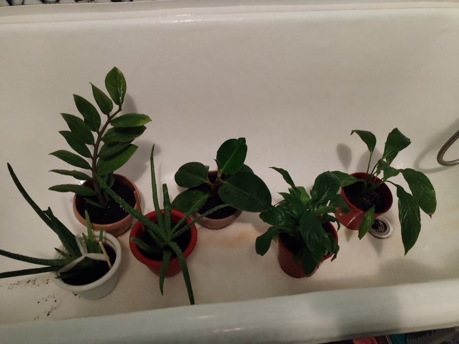 Гүл сатамын. Фотодагыдай әдемі