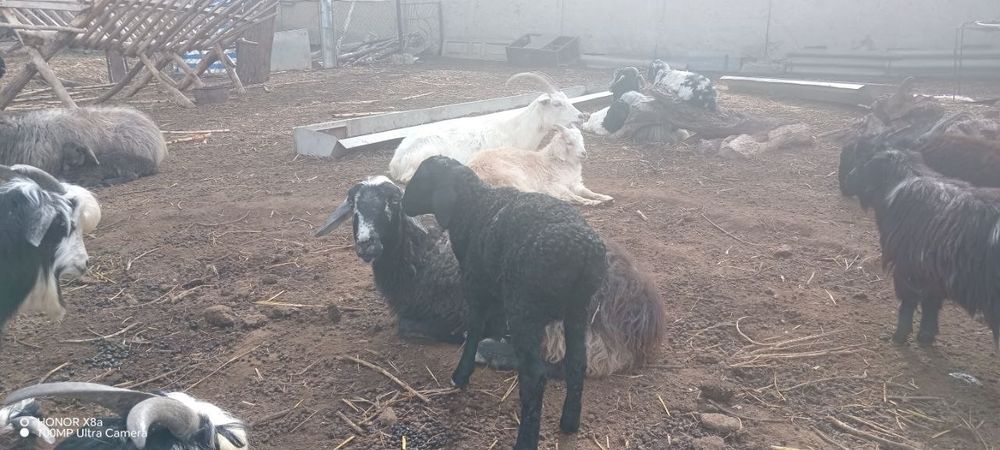 Койлар сатылады 4 млн, азгантай пайгазы бар, домашний