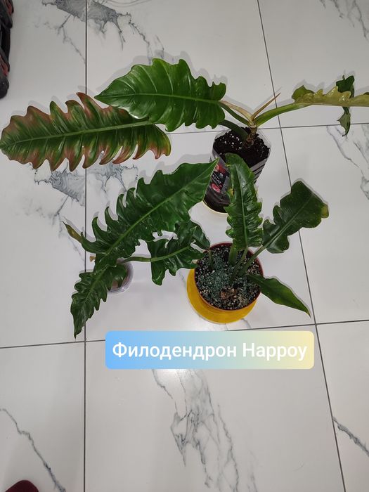 Продам комнатные цветы.