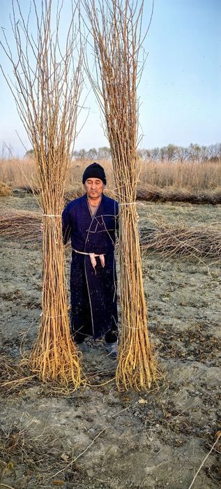 Тут кучатлари сотилади