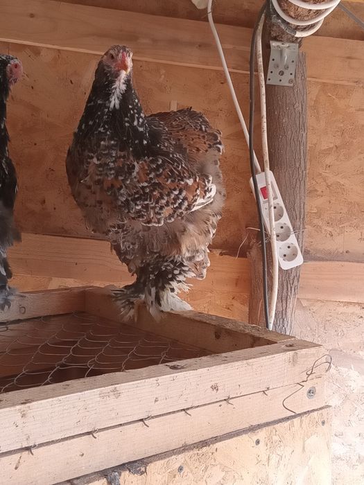 Ouă Brahma porțelan si bobat