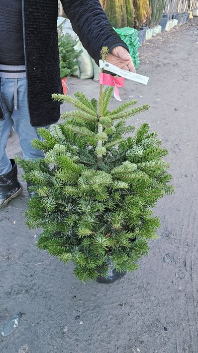 Пихта, Живы ёлка