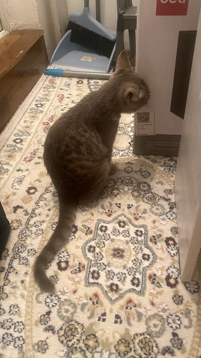 Отдам котенка (девочка)