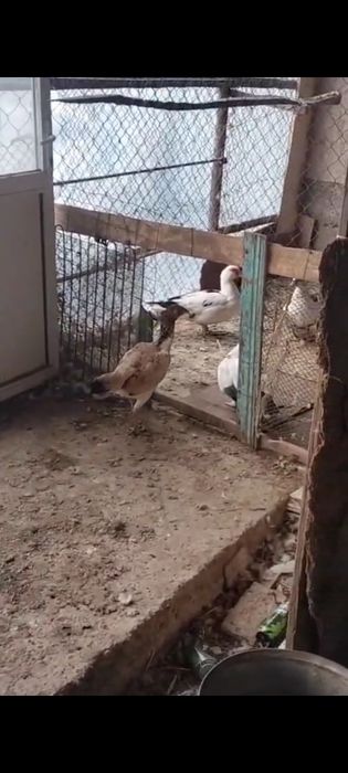 Байцовсый тауык .